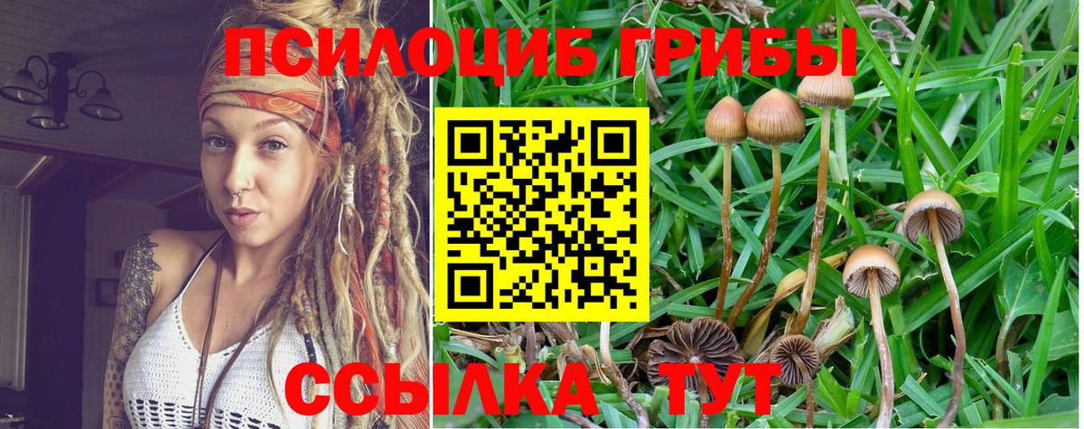 Балашов  Псилоцибиновые грибы Psilocybine cubensis  Вход с VPN  Псилоцибиновые грибы Psilocybine cubensis 